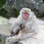 Affen beim Baden