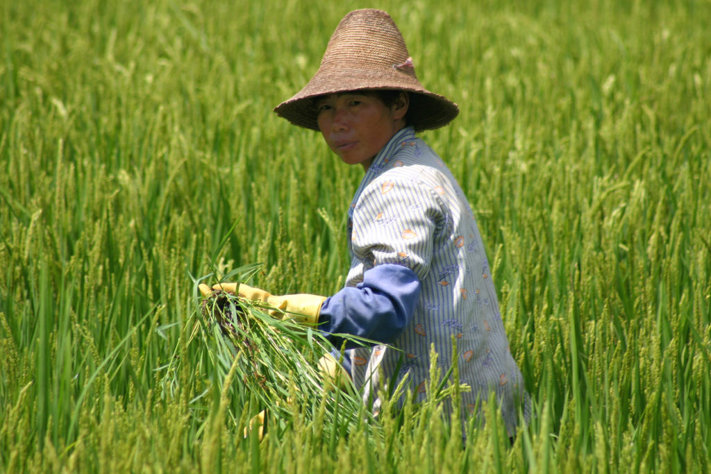 Reisfelder in China