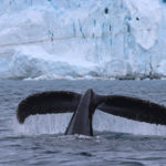 Wale in der Antarktis