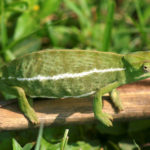 Tiere in Uganda