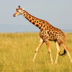 Giraffe