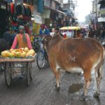 Kühe in Indien